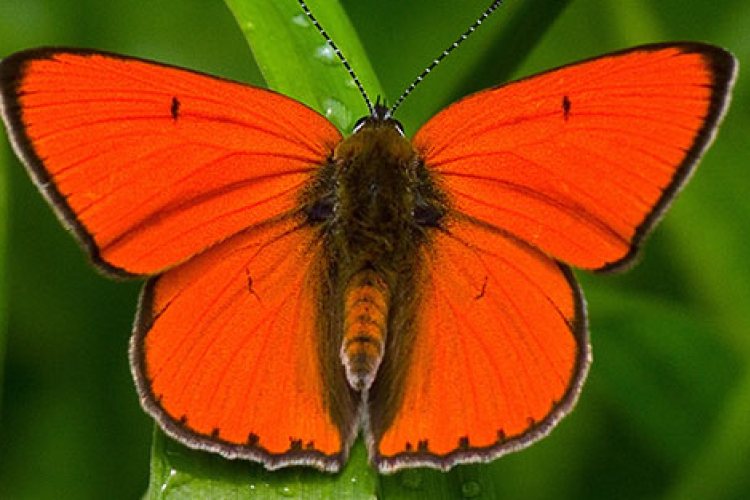 Az év lepkéje 2026-ban a nagy tűzlepke