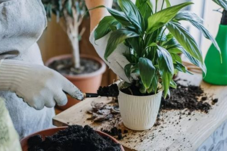 Megfelelő talaj, egészséges szobanövények: mire érdemes odafigyelni?