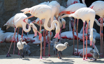 Egymás után kelnek ki a flamingófiókák a budapesti állatkertben