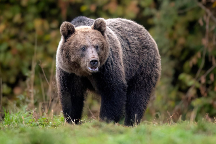 Medve támadt vadászokra az erdélyi Beszterce-Naszód megyében