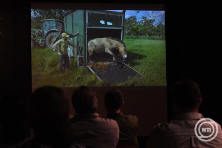 A Hortobágyról telepítenek vissza vadlovakat Kazahsztánba