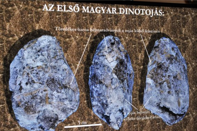 Világszenzáció! Azonosították az első magyarországi dinoszaurusztojás-leletet