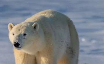 Február 27. a jegesmedvék világnapja – ünnepeljük, amíg még van mit